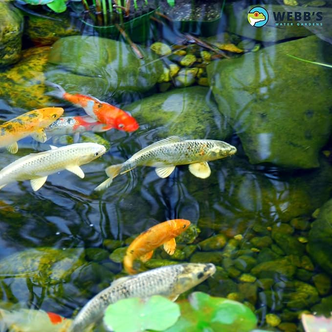 Webb's Water Garden All Season Beneficial Bacteria for Ponds, Enhances Water Clarity and Reduces Odors, Safe for Fish and Plants - 16 Ounces