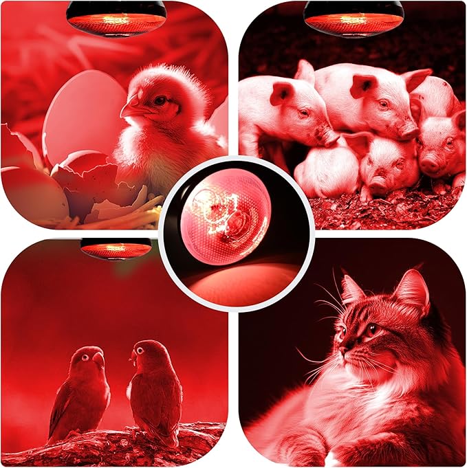 250W 2 Pack Red Reptile Heat Lamp Bulb for Chick Brooder,Infrared Heating Light Bulb for Reptiles,Chicken,Farm Animals,Bathroon,Food,Poultry,Shatterproof,E26 Base with Temperature Sticker