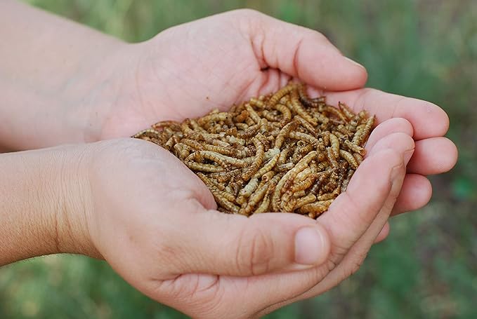 Add a Worm | Dried Mealworms Premium Poultry Treat for Chickens | 1 lb