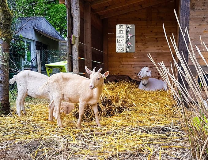 Goat Gifts Vintage Goat Decor Sign Live Like Someone Left The Gate Open Tin Sign for Home Farm Fence Kitchen Bathroom Bedroom Wall Decor 8x12 Inches (3198)