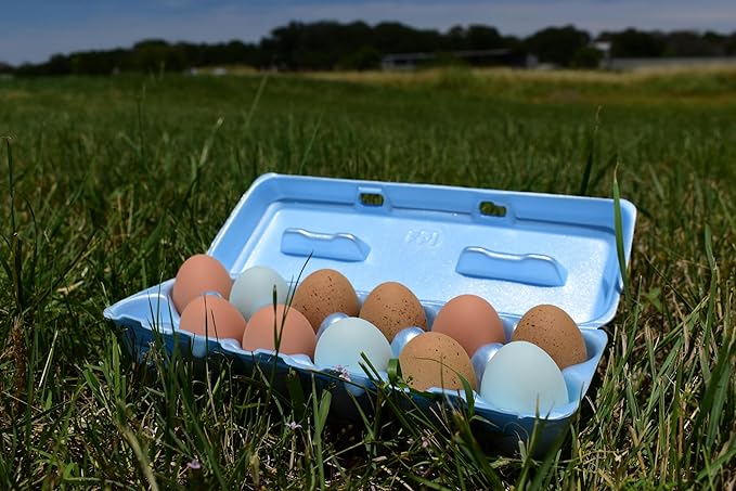 Foam Egg Cartons 25 Pack – Blue – Made in USA – Reusable 12-Egg Cartons for Chicken Eggs