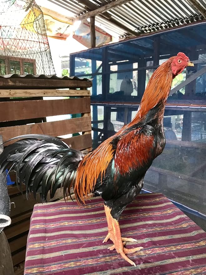 A.D.P. R1 Rooster Booster Protection Chicken Mitt Safety Poultry Bird Botas para GALLOS BREEDING Supplies 2 Pairs Color Blue & Red, Leg Protect & Care, Best Rubber
