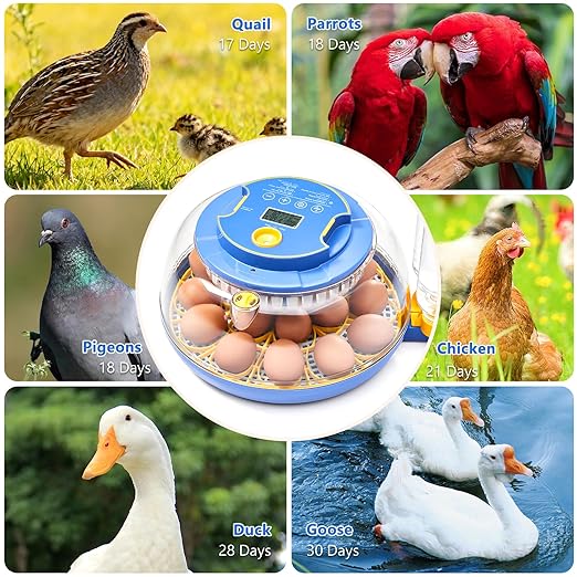 Incubators for Hatching Eggs - 18 Egg Capacity, Egg Incubator with Automatic Egg Turning and Temperature Control, Incubator for Chicken, Duck, Goose, Quail, 360° Full View, Home Farm Classroom Use