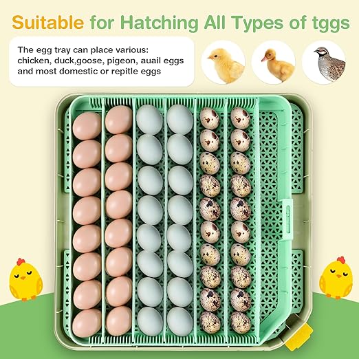 Sailnovo 48 Egg Incubator for Hatching Eggs with Auto Egg Turning, Precise Temp & Humidity Control, 360°Viewing, Egg Candler, Incubator for Chicken Eggs/Duck/Quail,Ideal for Farm/School/Lab,Green