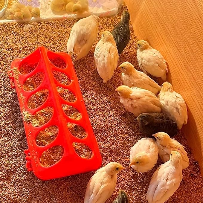 10 Pack Plastic Flip-Top Poultry Feeder Tray – No Mess Chick Feeder for Baby Chicken, Quail, Ducklings, Pigeons – Spill-Proof Brooder Trough for Small Birds