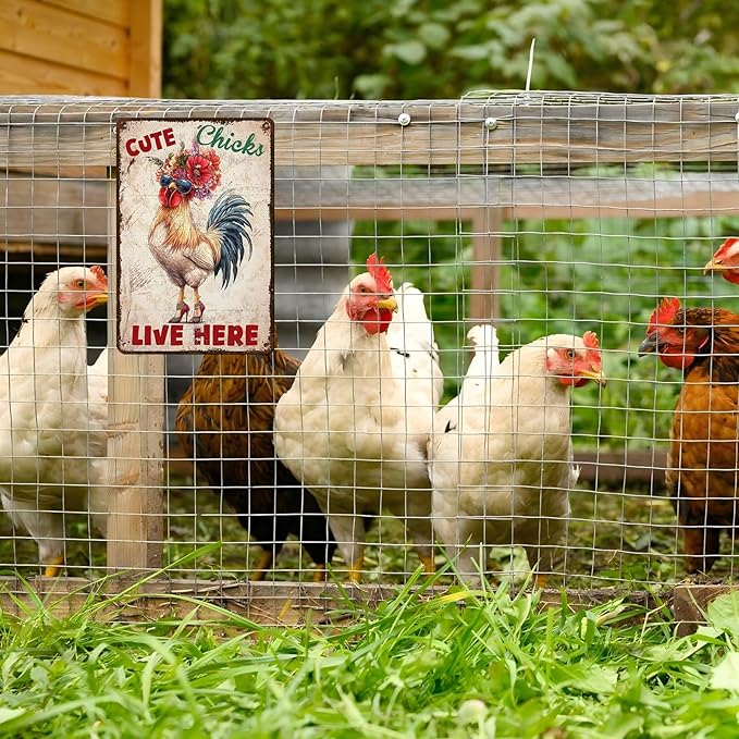 Vintage Chicken Coop Tin Sign Cute Chicks Live Here Retro Metal Poster Funny Pet Lovers Wall Art Accessories for Coop Shop Bar Farmhouse Garden Plaque Farm Room Bathroom Restroom 12 * 8inch