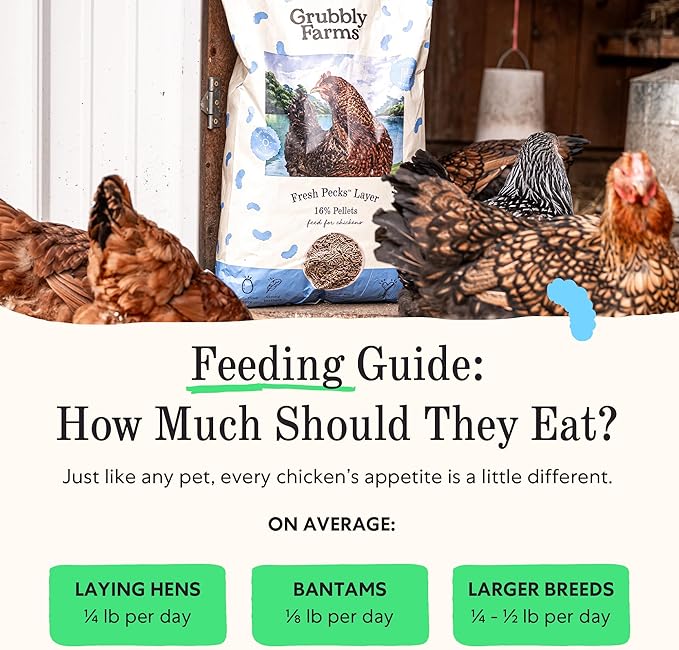 Grubbly Farms Fresh Pecks Layer Chicken Feed Pellets - 16% Layer Feed for 20+ Week Old Hens, Batams, and Larger Breeds - Contains Black Soldier Fly Grubs - No Soy, Corn, or Fish - 30 lb Bag