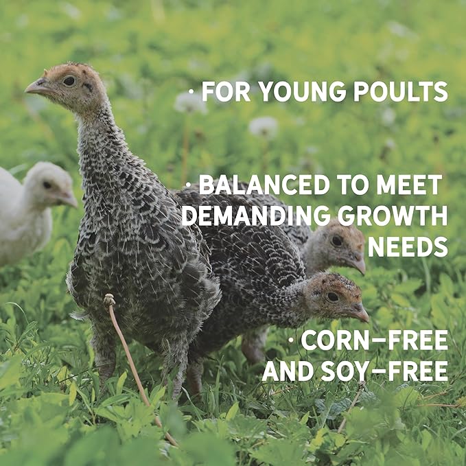 New Country Organics | Turkey Starter Feed 40 lbs I Turkey Feed for Poults and Chicks | Soy-Free and Corn-Free | 26% Protein | Certified Organic and Non-GMO