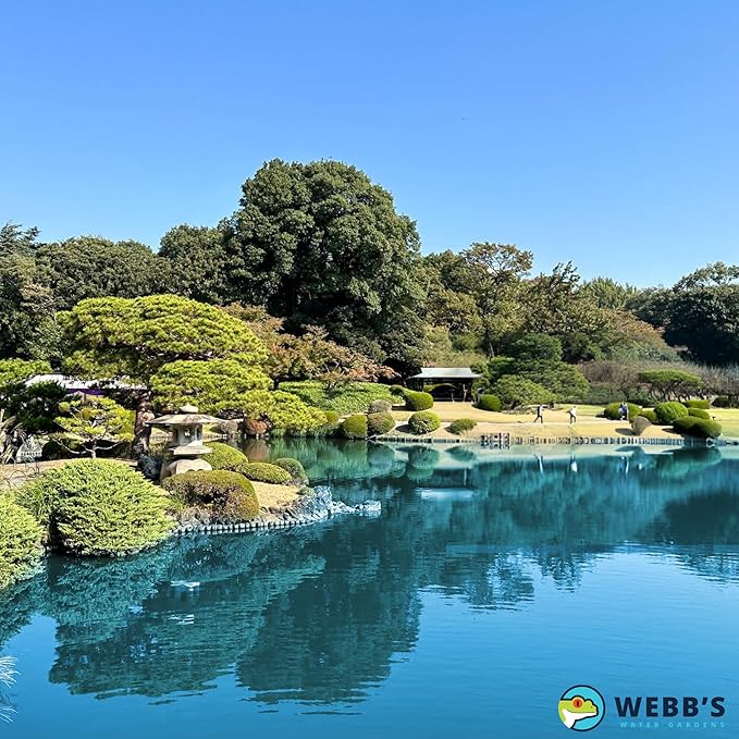 Webb's Water Garden All Season Beneficial Bacteria for Ponds, Enhances Water Clarity and Reduces Odors, Safe for Fish and Plants - 16 Ounces