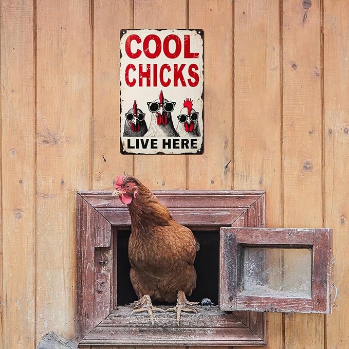 Cool Chicks Live Here Metal Tin Sign for Home Farmhouse Chicken Coop Home Kitchen Wall Decoration Chicken Coop Accessories Decor Wall Art 8x12 Inch