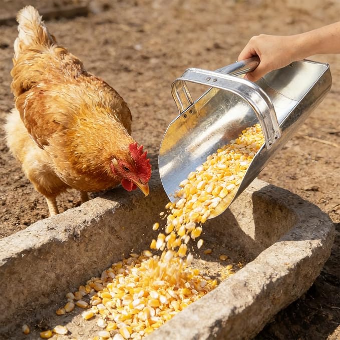 3 Pack Galvanized Feed Scoop Set, Heavy Duty Metal Grain Scoop for Livestock, Horse & Chicken, 3 Sizes with Rolled Edges & Flat Base for Farm, Coop, Gardening
