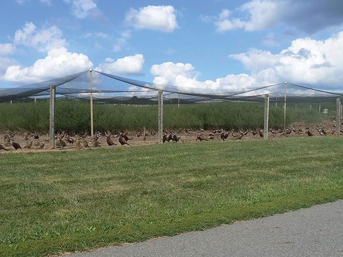 Stromberg’s 2” Mesh Heavy Duty Knotted Aviary Netting, UV Resistant Polyethylene Fiber for Game Birds, Pheasants & Poultry, 85 Lbs Break Strength Durable Against Weather and Predators