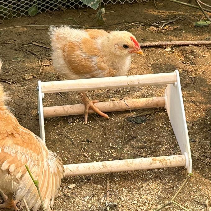 YANZI Chick Feeder and Waterer Kit, Baby Chick Starter Kit with Chick Perch for Small Poultry Ducks Quail