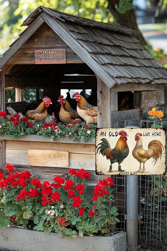 Funny Chicken Metal Sign An Old Rooster A Cute Chick Live Here Vintage Tin Sign For Home Farm Chicken Coop Farmhouse Kicthen Garden Decor 16x12 Inch