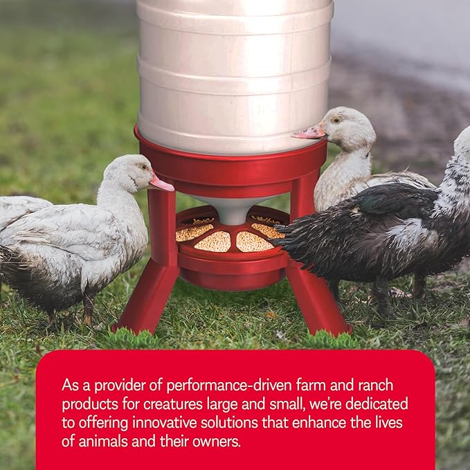 Little Giant Plastic Dome Feeder (60 Lb) Heavy Duty Plastic Gravity Fed Poultry Feed Container Tank (Red) (Item No. DOMEFDR60) (2 Pack)