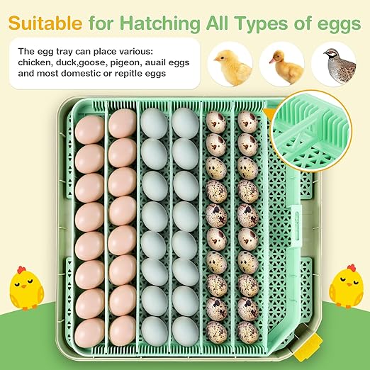 Sailnovo 48 Egg Incubator for Hatching Eggs with Auto Egg Turning, Precise Temp & Humidity Control, 360°Viewing, Egg Candler, Incubator for Chicken Eggs/Duck/Quail,Ideal for Farm/School/Lab,Green