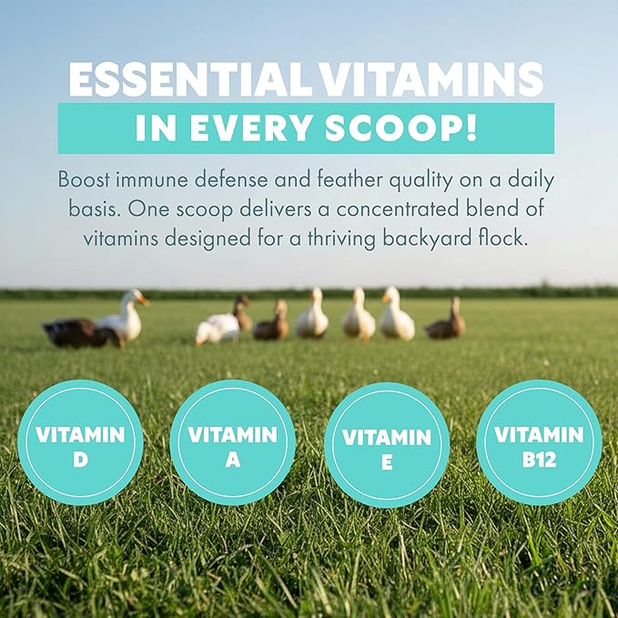 Fresh Eggs Daily Poultry Electrolyte Powder - Hydration Support Drink Mix with Probiotics for Chickens & Ducks - Natural Supplement for Environmental Challenges, Immune Health & Egg Quality - 8 Oz