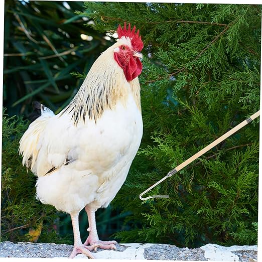 Chicken Catcher Hook Tool Sturdy Construction for Efficiently Catching Chickens Ducks and Geese Farms Multipurpose Animal Catching Safe and Simple to Use