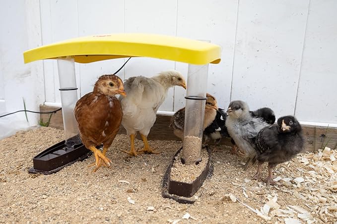 Cozy Chickens Chick Brooder Habitat 100 Watt Water & feeding Tubes