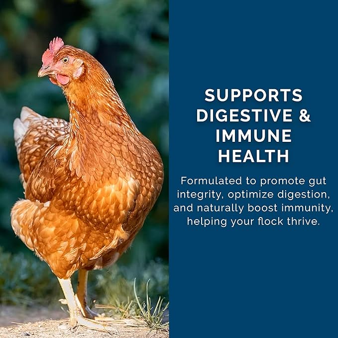 Chicken Scratch Grain, 40lbs - 13.5% Protein, Non-GMO, USDA Certified Organic Blend - Supports Digestion & Immune Health - Soy & Corn-Free