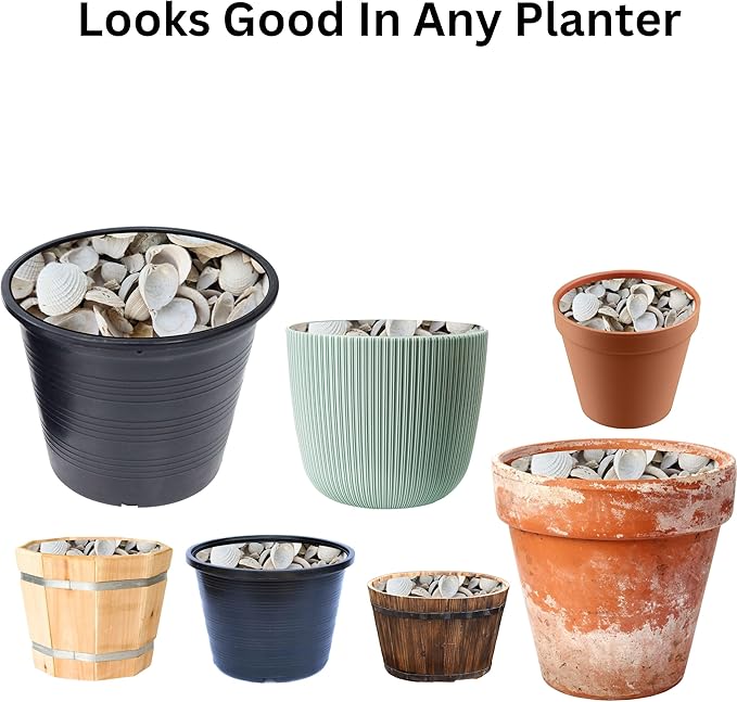 Versatile Shells for Outdoor Landscaping - Ideal Decorative Rocks for Plants Indoor & Outdoor, White Shell, Landscaping Stones. 1 Quart