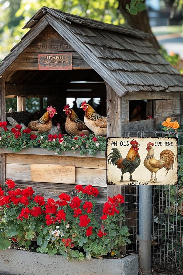 Funny Chicken Metal Sign An Old Rooster A Cute Chick Live Here Vintage Tin Sign For Home Farm Chicken Coop Farmhouse Kicthen Garden Decor 12x8 Inch