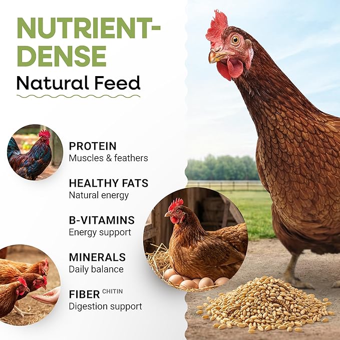 Dried Mealworms 100% Non-GMO 5 Lb - Mealworms for Birds, Chickens, Ducks - Perfect High-Protein Treats - Whole Large Meal Worms, Dried for Chickens and Bluebird Food Bulk
