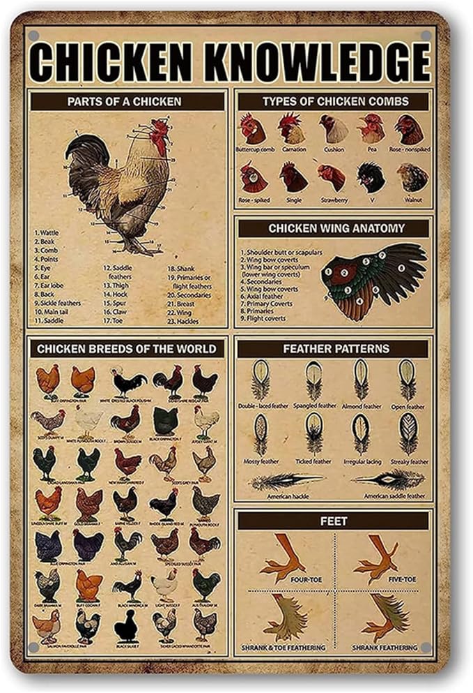 Chicken Knowledge Metal Sign Chicken Coop Tin Signs Wall Decor Breeds Of Chickens Retro Farm Chicken Signs Funny Outdoor Decoration Parts Of Chicken Wing Anatomy Types Combs Feather Pattern 8×12 inch