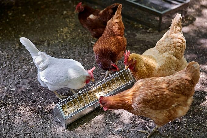 Little Giant® Metal Poultry Trough Feeder | Galvanized Steel Poultry Trough Feeder with Grate | 20"