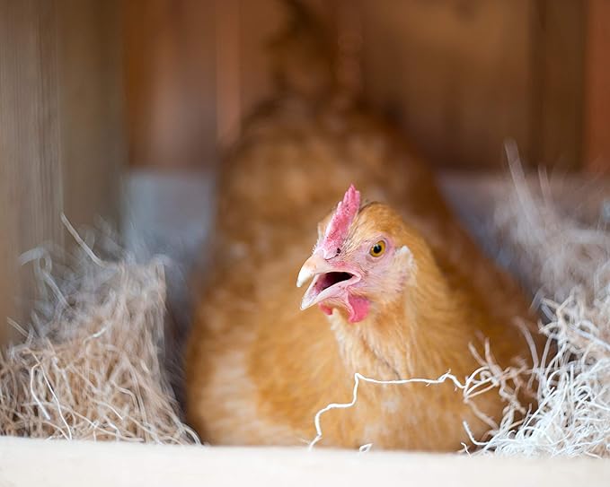 Cackle Hatchery Laying Hen Nest Box Pads and Chicken Coop Floor Pads Made in USA from Sustainable Aspen Exceslior - 13 x 13 Thick Pads (40 Pack)