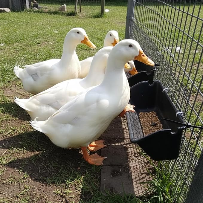 6 Pack Hanging Goat Feeder & Duck Feed Trough, 5 Qt Fence Mounted Livestock Manger – Heavy Duty Plastic Mineral Bucket & Waterer for Sheep, Piglets, Deer & Poultry.