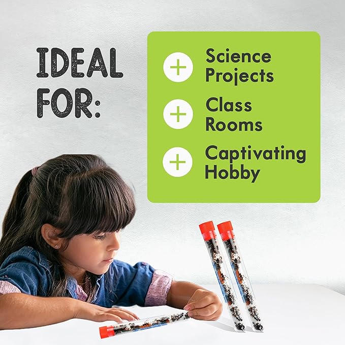 Nature Gift Store 1 Tube of Live Ants Plus Ant Food and Honey Treat: Ant Habitat Kit Refill