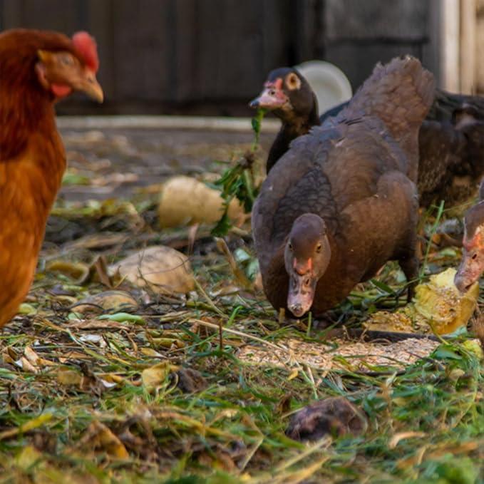 Layer Pellets Chicken Feed, 16% Protein with Pre and Probiotics for Laying Hens, Supports Digestion & Egg Production, 40 Pounds