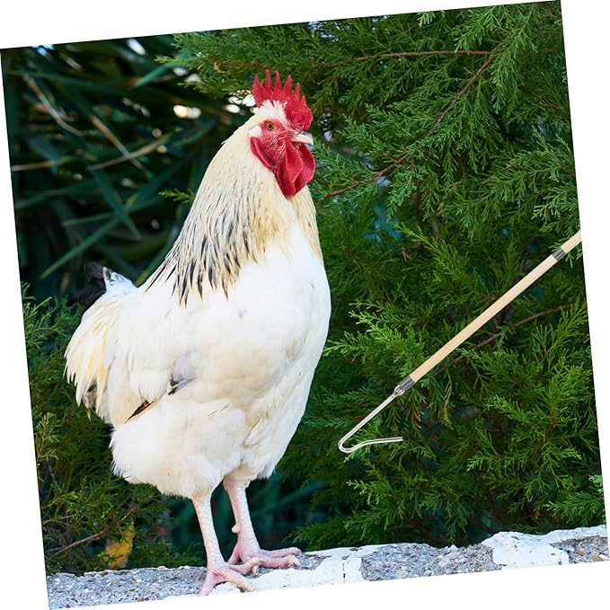 Toyvian Heavy Duty Chicken Catcher Hook Pole Duck Hook for Poultry Handling Chicken Accessories for Hens
