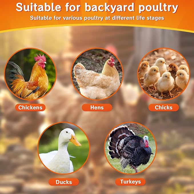 Probiotic + Electrolyte Powder for Chickens, Natural Hydration & Gut Support, Helps Digestive Health, Egg Production