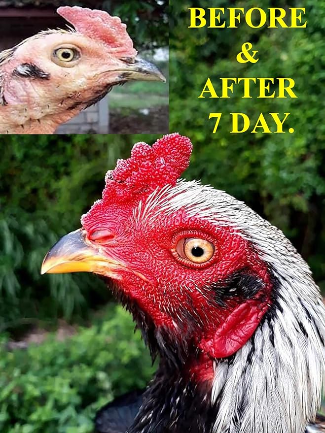 New Thunder Max Vitamins Health Supplement Capsules Rooster Booster Chicken Increasing Energy Formula Feed Cock, Good Breeding, Stronger & More Power, Healthy 90 Capsules Hen Food