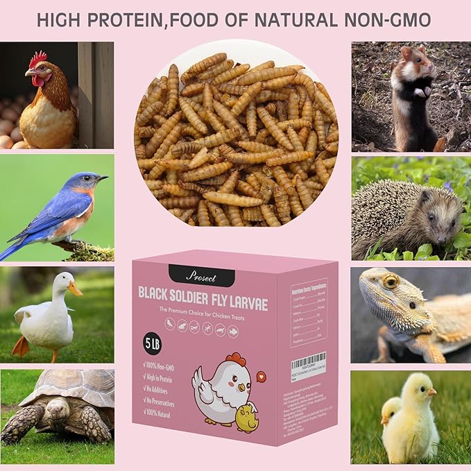 PROSECT 5LB Black Soldier Fly Larvae for Chickens,More Calcium Than Dried Mealworms,High Protein,Food of Natural Non-GMO Chicken,Treat for Laying Hen, Ducks, Wild Birds,Turtles