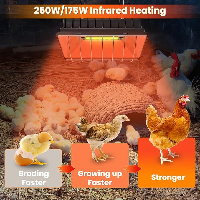 Heat Lamp for Chickens, Coop Heater for Chicks with 2pcs Heating Bulbs (250W&175W), Adjustable Temp.& Hanging Heights, Brooder Heater for Indoor Outdoor Use in Livestock Supplies (1, Black)
