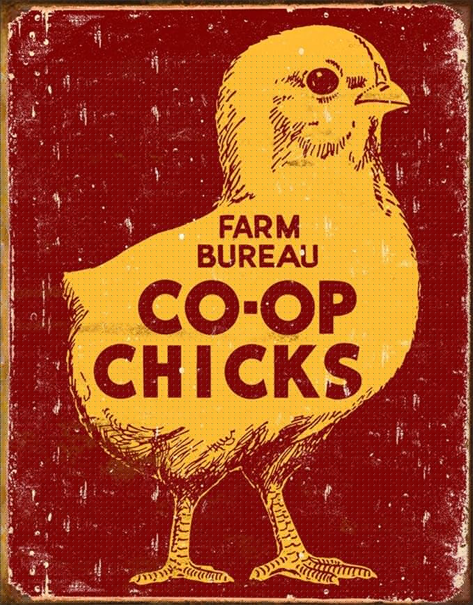Desperate Enterprises Farm Bureau Co-Op Chicks Tin Sign - Nostalgic Vintage Metal Wall Decor - Made in USA
