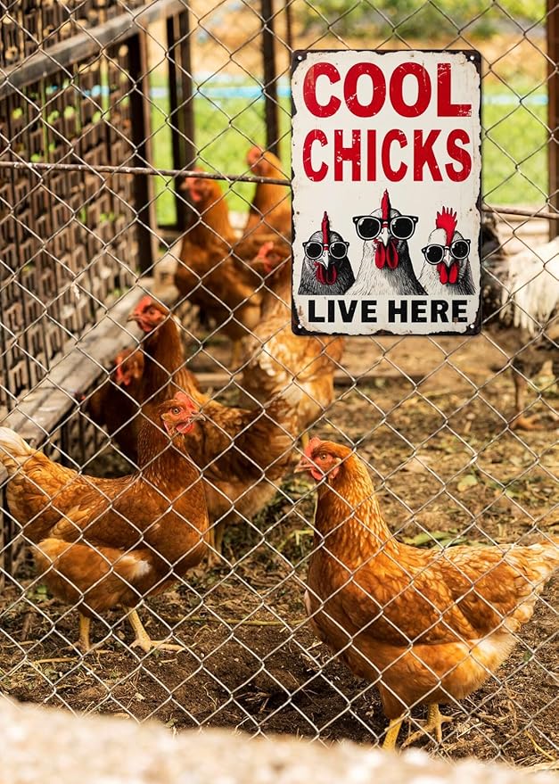 Cool Chicks Live Here Metal Tin Sign for Home Farmhouse Chicken Coop Home Kitchen Wall Decoration Chicken Coop Accessories Decor Wall Art 8x12 Inch