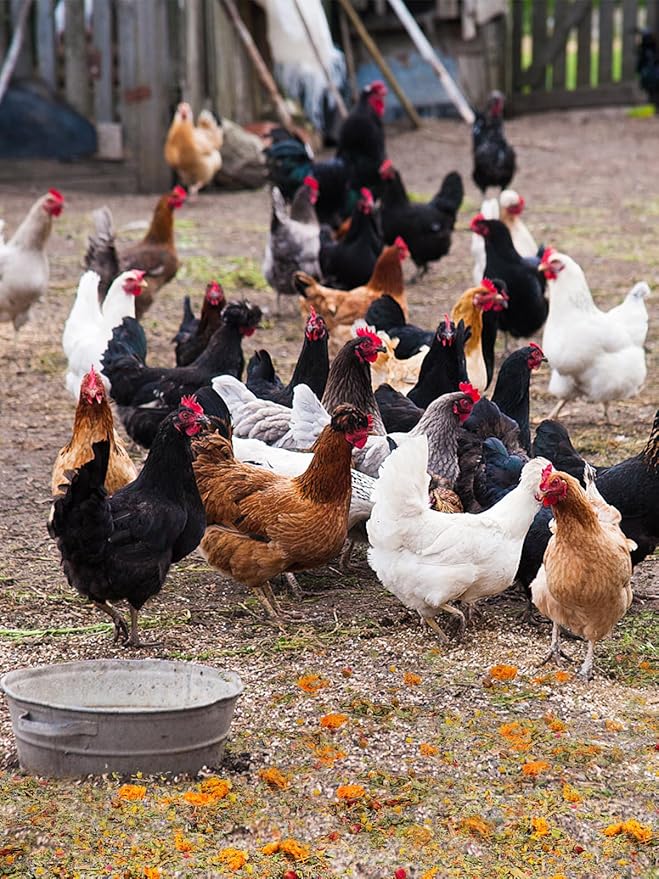 Chicken Nesting Herbs for Outdoor Indoor Chicken Coop - 7OZ Natural Egg-Laying Box Feed Herbs in Premixed 6 Dried Flower Herb for Freshening Bedding Promote Egg Production