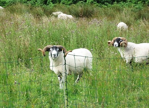 Portable Electric Fencing Net, PE Fence Netting with Condutors for Sheep and Goat with Step-in Fence Post, 35"x164', Green