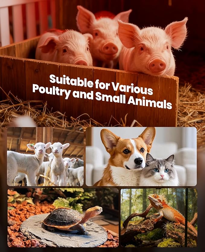 Infrared Heat Lamp for Chickens: 250W Red Heat Lamp Bulb - Heat Light Bulbs for Brooder Coop Chicks Pets Reptile Food Service Bathroom Light Therapy - Chicken Infrared Incandescent Light Bulbs -2 Pack