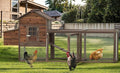 Wooden Chicken Coop, 80IN Outdoor Chicken Cages and Run with Nesting Boxes for 2-4 Chickens, Hen Run Poultry Pet House Rabbit Hutch with Waterproof Roof & Removable Tray for Backyard Poultry (ONE)