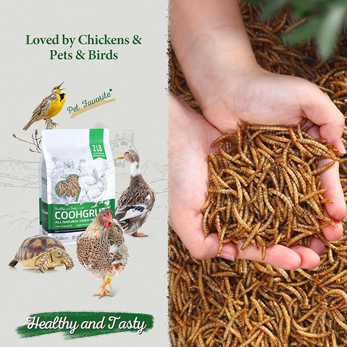 100% Natural Dried Mealworms, Non-GMO Meal Worms for Chickens, Ducks & Wild Birds, High Protein Chicken Treats & Bird Food, 2-lb Box