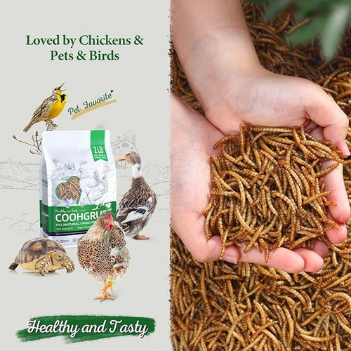 100% Natural Dried Mealworms, Non-GMO Meal Worms for Chickens, Ducks & Wild Birds, High Protein Chicken Treats & Bird Food, 2-lb Box