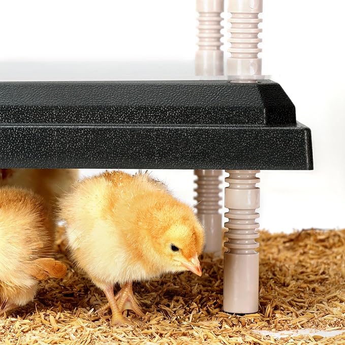 Brooder Heating Plate for Chicks Adjustable: with Bonus 10x10 Warmer with Easy- Cleaning Plate 15W Poultry Coop Heater for 12 Baby Chick