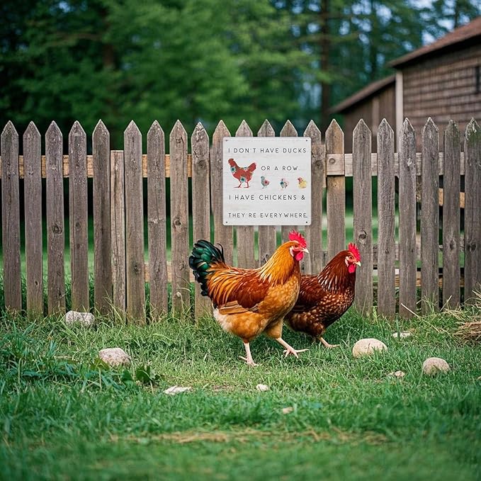 Funny Chicken Coop Decor Outdoor Farmhouse Decor Chicken Lady Gifts For Garden Home Kitchen 8×8 Inches Tin Sign