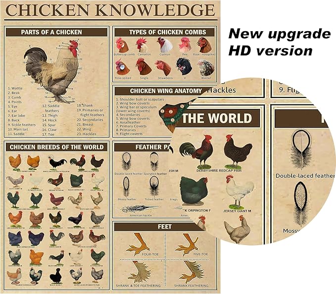 PAIION Chicken Knowledge Metal Tin Sign Chicken Breeds of The World Infographics Poster for Club Cafe Bar Home Kitchen Wall Decorations 16x12 Inch