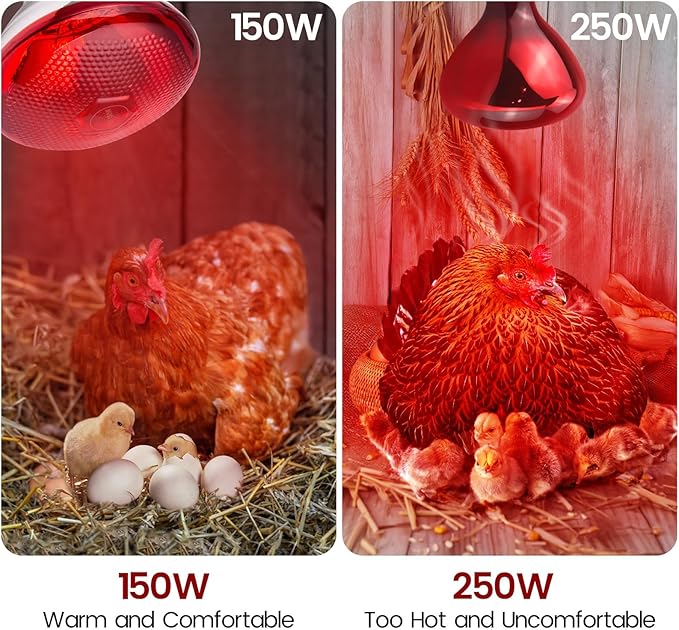 2-Pack Heat Bulb for Chicks, 150 Watt Reptile Heating Lamp for Leopard Gecko and Bearded Dragon, Infrared Basking Light
